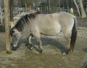 Tarpan_