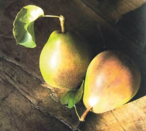 Testa di Gatto, fonte: P. Odorizzi: Profumi e sapori perduti - Il fascino della frutta antica Vol.II (2005)
