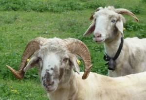 Widder & Aue, Foto Grünenfelder