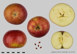 Tobiässler (Image: PGREL/ZHAW)