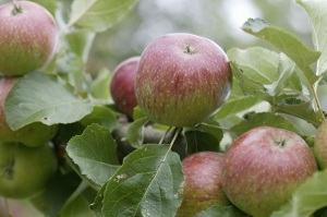 Tobiässler (Image: ProSpecieRara)