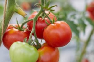 Tomate_AliceRoosevelt_PSR