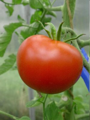 Tomate_AliceRoosevelt_PSR1