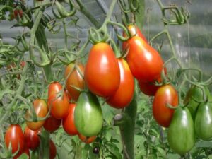 Tomate_BaselbieterRöteli_PSR