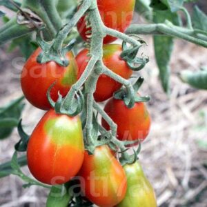 Tomate_BaselbieterRöteli_Sativa