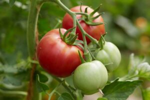 Tomate_BernerRose_PSR