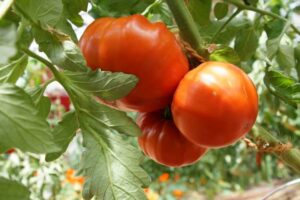 Tomate_Chancy_PSR