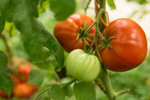 Tomate_GrosseLisse_PSR1