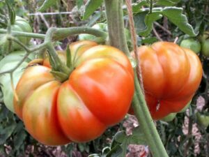 Tomate_Küsnachter_PSR