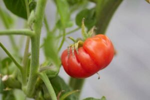 Tomate_Mikado_PSR