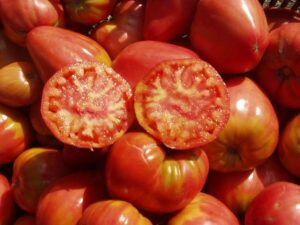 Tomate_Ochsenherz1_PSR