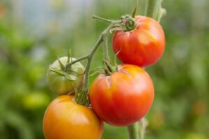 Tomate_Paudex_PSR1