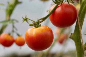 Tomate_St.Pierre_PSR
