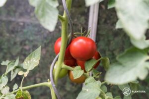 Tomate_St.Pierre_Planatura