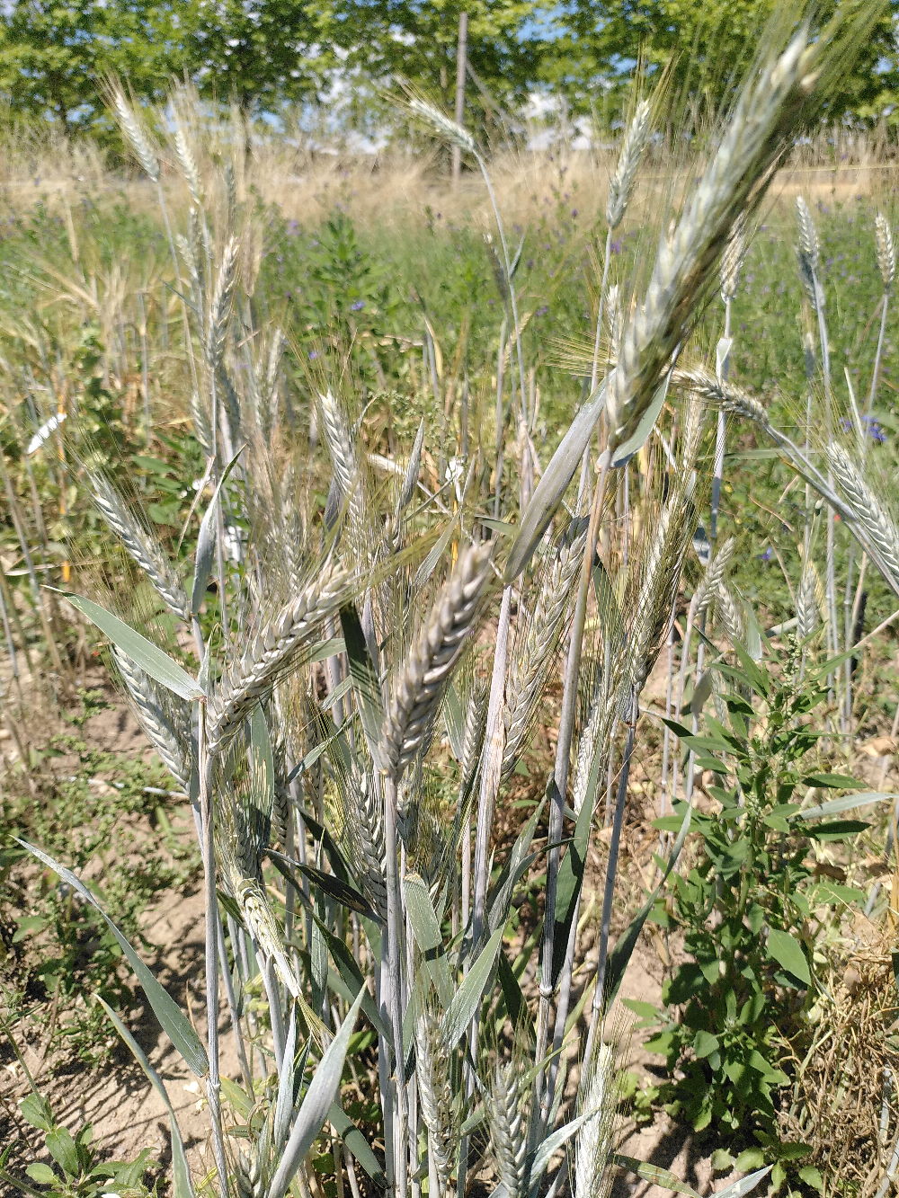 Triticale_CPC-SKEK