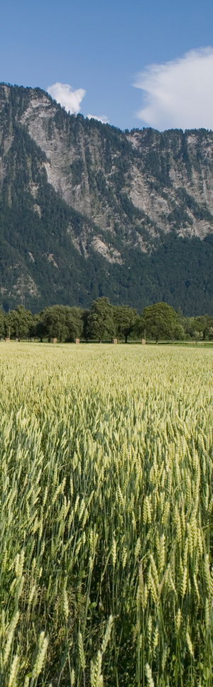 Man spricht von einem Wechselweizen, wenn eine Sommerweizensorte auch im Herbst gesät werden kann. Die alte Sommerweizensorte Sur En auf dem Bild wurde im Herbst gesät. Quelle: Peer Schilperoord