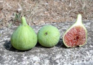 Verdone, fonte: http://www.archeologiaarborea.org/it/il-frutteto-collezione/dei-fichi/247-fico-verdone