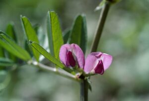 Vesce cultivée_2