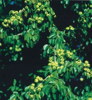 Volpina, fonte: P. Odorizzi: Profumi e sapori perduti - Il fascino della frutta antica Vol.II (2005)
