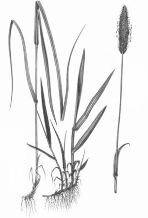 Vulpin des prés_2