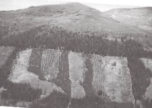 Quelle: G. Koch, H. Kirchmeir, G. Grabherr: "Naturnähe im Wald", Österreichischer Forstverein, Wien 1999