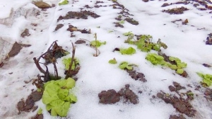 Wintersalat im Februar. Quelle: www.derkleinegarten.de