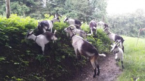 Chèvres paon (Image: Kathrin Rykart)