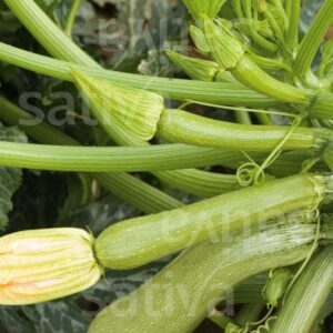 Zucchetti_Sarzana_Sativa