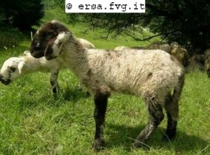 Alpagota