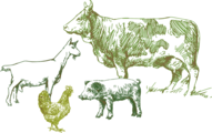 Tiere