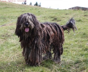 bergamasker