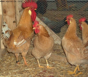 Bionda Piemontese: Henne mit Küken (Bild: www.agraria.org)