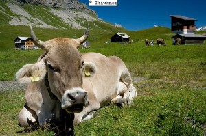 Braunvieh