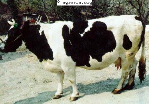 Burlina