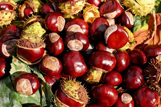 chestnut-1710430_640