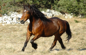 Cheval du Vercors