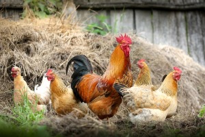 Gruppe von Haushühnern. Groupe de poulets domestiques. Quelle: / Source: https://pixabay.com