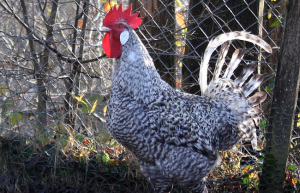 Coq gris du Vercors. Source : Div'agri