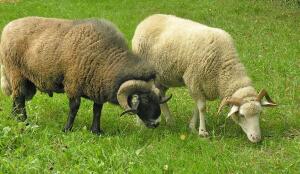 Bündner Oberländer Schaf. Moutons de l’Oberland grison (Image: ProSpecieRara)