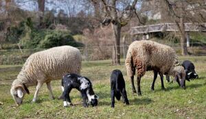 Bündner Oberländer Schaf. Moutons de l’Oberland grison (Image: ProSpecieRara)