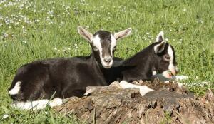 Chèvre rayée des Grisons (Image: ProSpecieRara)