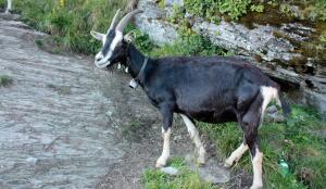 Chèvre rayée des Grisons (Image: ProSpecieRara)