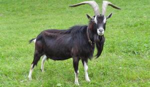 Chèvre rayée des Grisons (Image: ProSpecieRara)