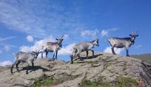 Capra Grigia (Image: ProSpecieRara)
