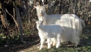 Chèvre du Simplon (Image: ProSpecieRara)