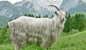 Chèvre du Simplon (Image: ProSpecieRara)