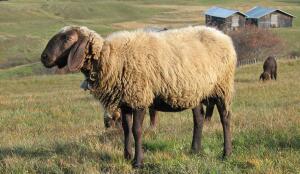 Mouton d'Engadine (Image: ProSpecieRara)