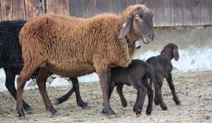 Moutons d'Engadine (Image: ProSpecieRara)