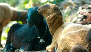 Moutons d'Engadine (Image: ProSpecieRara)