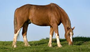 Cheval originel des Franches-Montagnes (Image: ProSpecieRara)